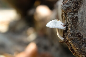 Close-up of a white wild-mushroom grown on a dead tree, copy space on left.