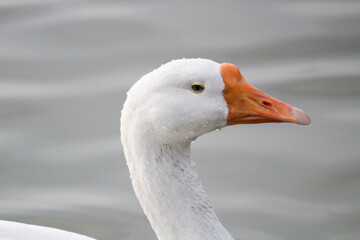 Close-up shot of a duck head with orange beak and calm eyes.