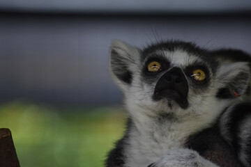 Ring-tailed lemur