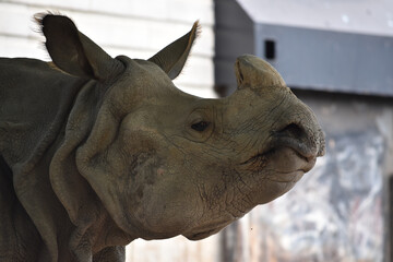 Rhino