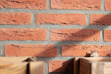 Cute looking mouse in front of a brick wall searching for food