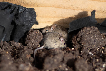 Cute looking mice searching for food in a planter