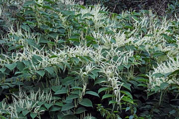 Japanischer Staudenknöterich ( Fallopia japonica ).