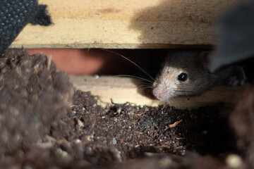 Cute looking mouse searching for food in a planter