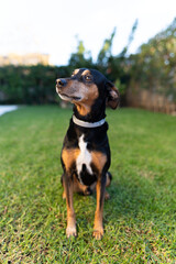 Close-up photo of a pinscher playing on with the grass in a private garden. These dogs usually need big spaces so they can run and consume all the energy they contain.