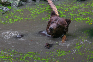 Braunb&auml;r der in einem Waldsee badet, B&auml;renpark, Worbis