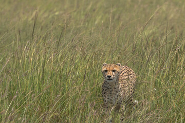 wild cheetah in savannah in hunting position