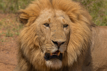 Fototapeta na wymiar Portrait of beautiful large wild male lion with mane