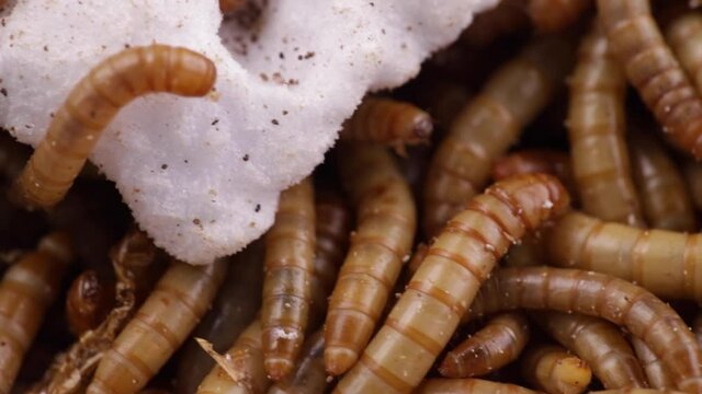 Macro panning shot of dozens of mealworms next to piece of polystyrene