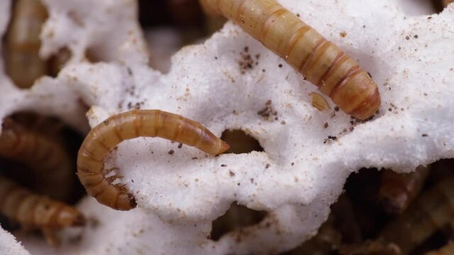 Macro shot of mealworm eating styrofoam with other worms roaming around