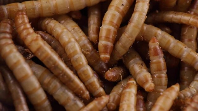 Macro shot of dozens of piled up wiggling mealworms
