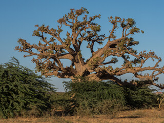 Silhouette of baobab