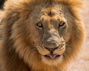 Portrait of beautiful large wild male lion with mane
