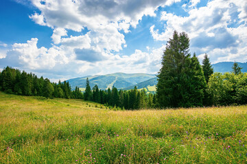 forest on the grassy meadow in mountains. beautiful countryside landscape on a sunny day. fluffy clouds on the blue sky above the distant borzhava ridge. summer adventures in carpathians