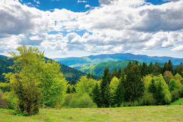 Fototapeta na wymiar forest on the grassy meadow in mountains. beautiful countryside landscape on a sunny day. clouds on the blue sky above the distant borzhava ridge. spring adventures in carpathians