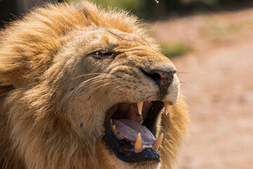 Portrait of beautiful large wild male lion with mane