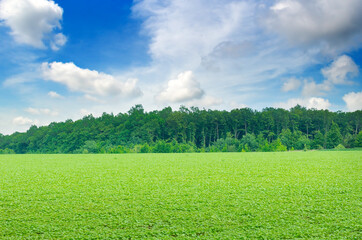 Green soybean field, agricultural landscape.