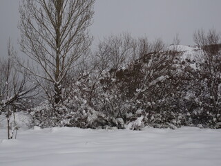 trees in winter