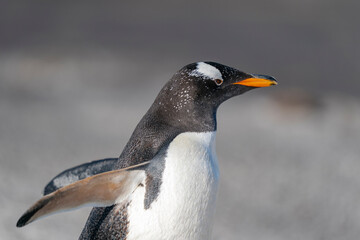 Naklejka premium The gentoo penguin (Pygoscelis papua)