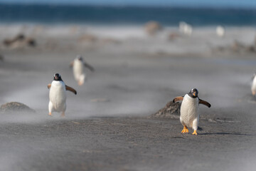 The gentoo penguin (Pygoscelis papua)