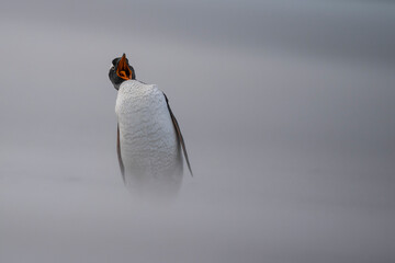The gentoo penguin (Pygoscelis papua)