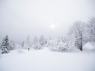 Ski mountaineering, ski touring among the snowy trees at high altitude