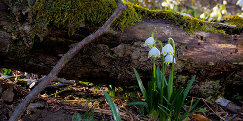 snowflake flower near the log. spring nature background in forest