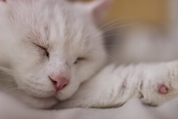 Instagram: @mini_thefatcat