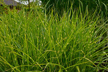 Fototapeta premium Close up of Ornamental Grass Miscanthus sinensis 'Zebrinus'