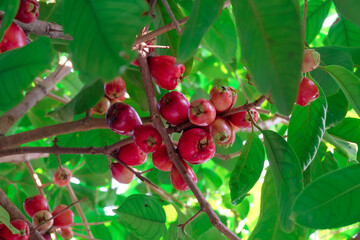 Fresh red rose apple  fruits on tree.