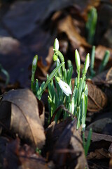 A clump of snowdrops about to flower in woodland in the winter sunshine, surrounded by fallen brown leaves