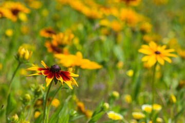 Rudbeckia flowers in nature