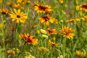 Rudbeckia flowers in nature