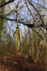 Catkins with tiny red flowers in the tree on a sunny day against a blue sky