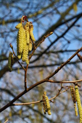 Hazel catkins with tiny red flowers in the tree on a sunny day against a blue sky