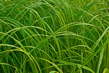 Close up of ornamental grass Carex dolichostachya 'Kaga-nishiki' 'Golden Fountain'