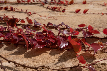 Close-up of the Virginia creeper vine (Parthenocisus tricuspidata)