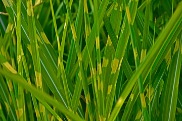 Close up of Ornamental Grass Miscanthus sinensis 'Zebrinus'