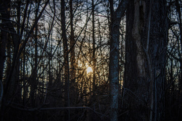 sunset in the forest