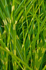Fototapeta premium Close up of Ornamental Grass Miscanthus sinensis 'Zebrinus'