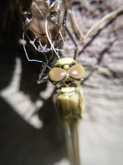 macrophotography of nature - the birth of a dragonfly