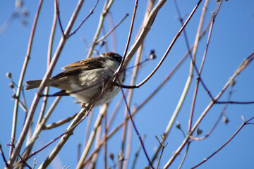 sparrow on a twig
