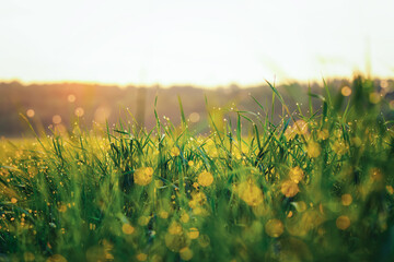 Close-up of meadow grass field with water drops in the morning sun