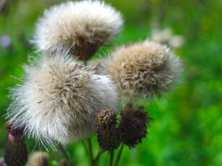 burdock (Cirsium arvense) field fluffed up in the summer 