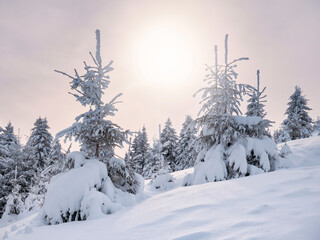 Winter landscape with pine trees covered with fresh white snow and the sunlight shining. Carpathian Mountains in Romania