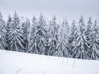 Fototapeta premium Winter landscape with pine trees covered with fresh white snow. Carpathian Mountains in Romania