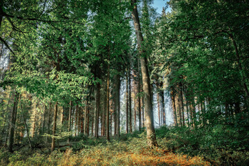 Fototapeta premium A sunlit forest on a December morning in a sunny atmosphere