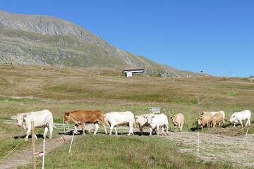 Obraz premium troupeau de vaches - alpe d'huez