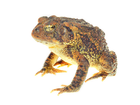 A Seated Southern Toad Focus Stacked Image Isolated on White