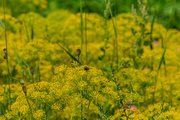 field of yellow flowers